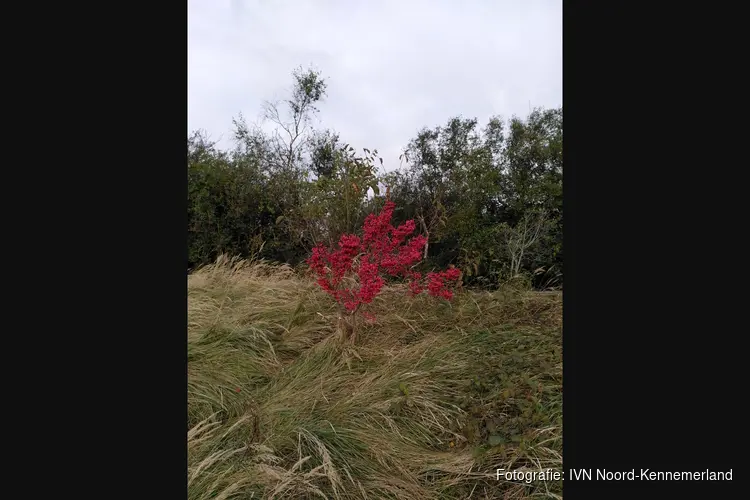 IVN-natuurwandeling in de Wimmenummerduinen op zondag 1 oktober 2023