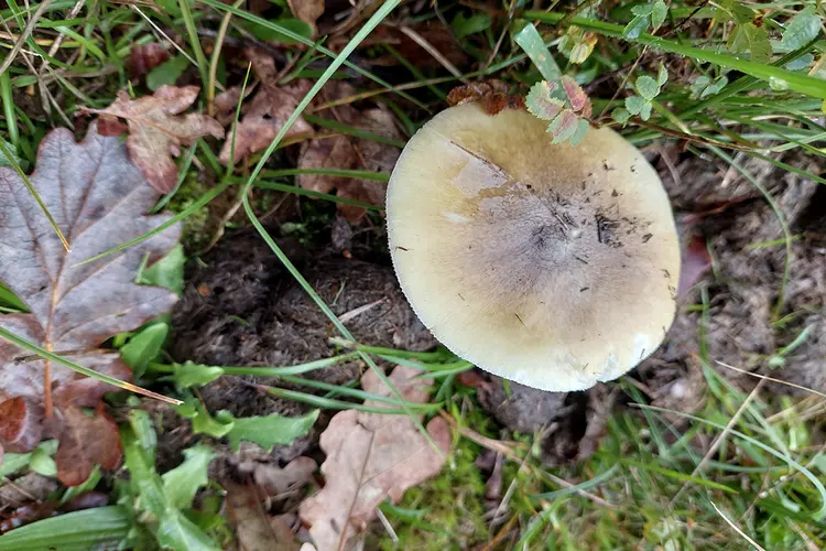 Vinden we de giftige groene knolamaniet in de Wimmenummerduinen?