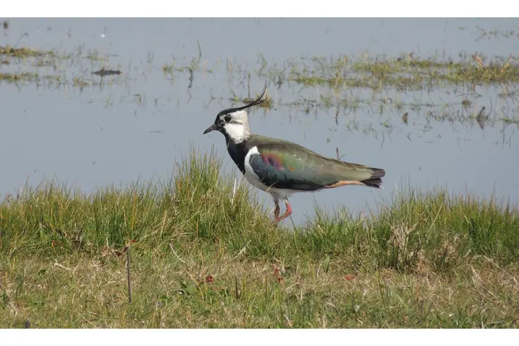 Ga met de boswachter op pad door de Hempolder bij Akersloot