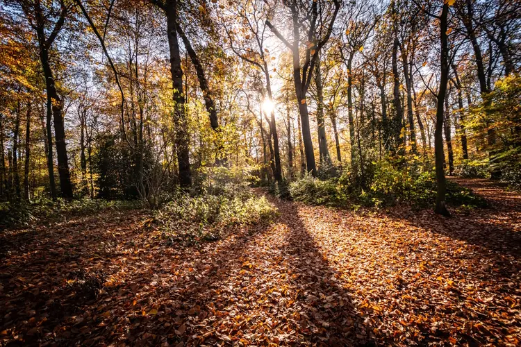 Ruim 30 hectare aan nieuw bos in Noord-Holland