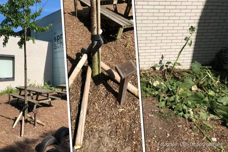 Verdriet bij basisschool om vernielingen bij herinneringsboom overleden juf