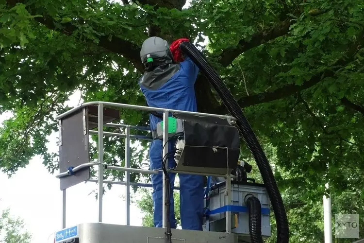 Wat te doen bij eikenprocessierups