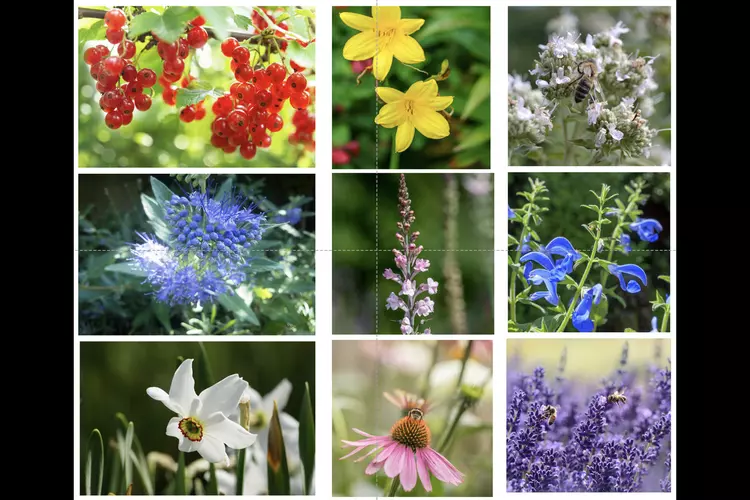 De nieuwe BioBorder Geur en Kleur: voor bijna elke tuin
